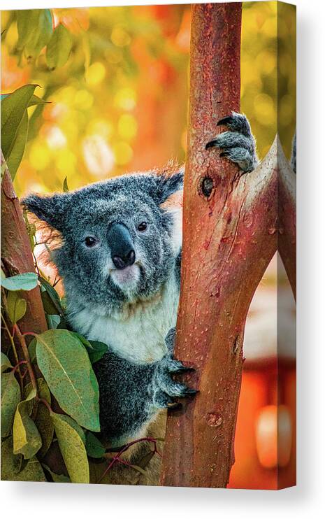 Koala Canvas Print featuring the photograph Koalafied Tree Hugger by Bonny Puckett