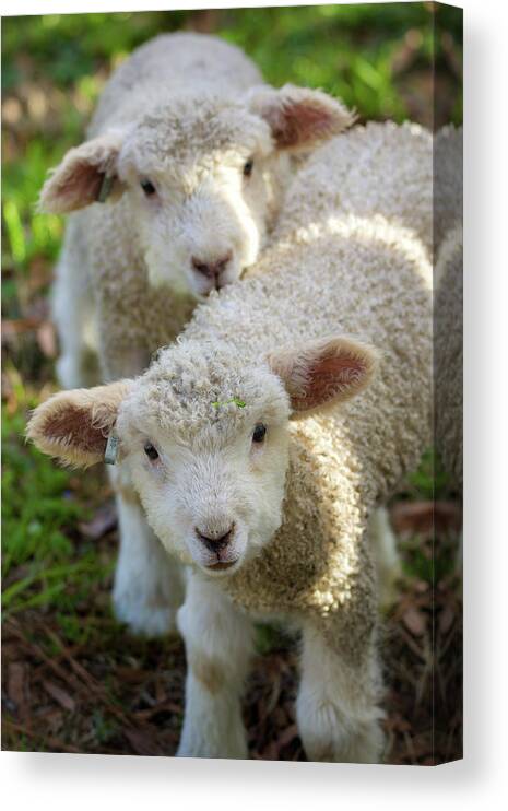 Lamb Canvas Print featuring the photograph Lambs by Rachel Morrison