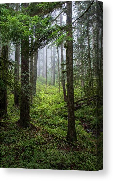 Larch Mountain Fog Canvas Print featuring the photograph Larch Mountain Fog by Catherine Avilez