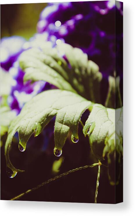 Larkspur Canvas Print featuring the photograph Larkspur Leaf Water Drops by W Craig Photography