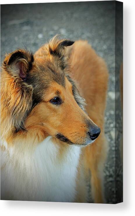 Pet Canvas Print featuring the photograph Lassie Come Home by Tikvah's Hope