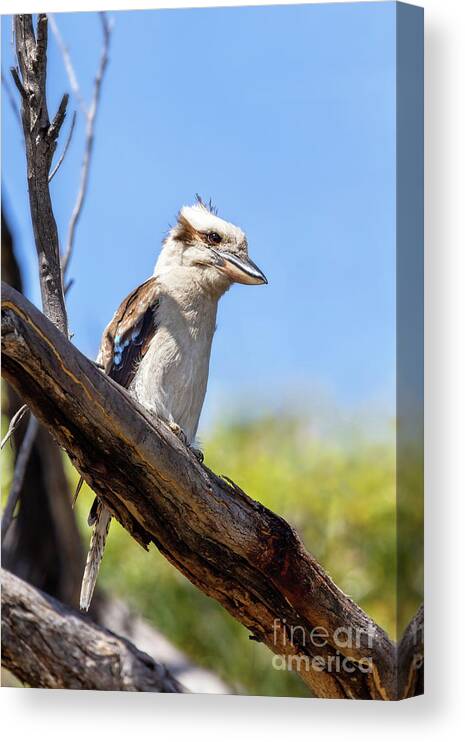 Laughing Kookaburra Canvas Print featuring the photograph Laughing kookaburra, Dacelo novaeguineae, a territorial tree kingfisher native to Australia. This adult bird in perched in a tree in Frecinet National Park, Tasmania. by Jane Rix