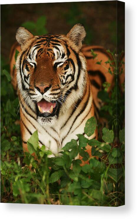 Tiger Canvas Print featuring the photograph Laughing Tiger by Brad Barton