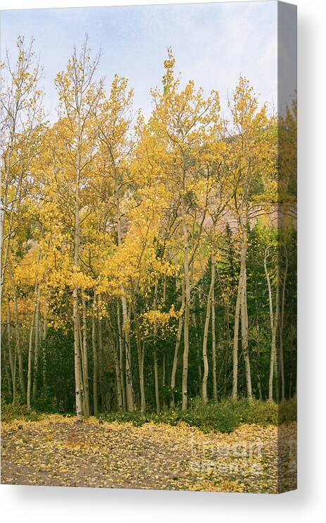 Colorado Canvas Print featuring the photograph Layers of Yellow by Ana V Ramirez