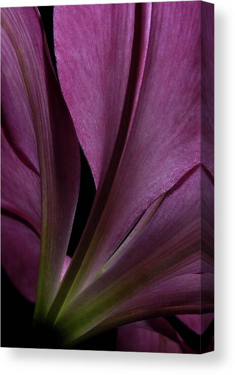 Botanical Canvas Print featuring the photograph Lily 4148 by Julie Powell