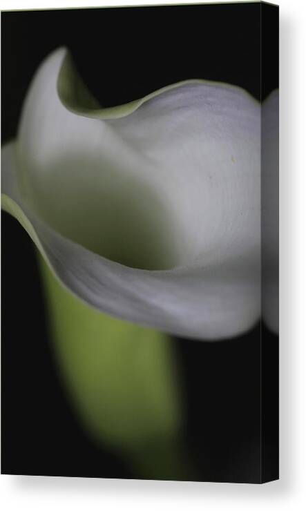 Botanical Canvas Print featuring the photograph Lily Green Grey by Julie Powell