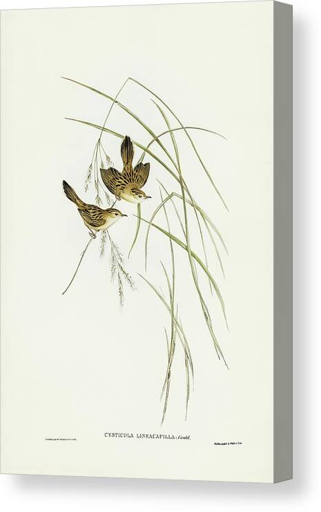 Lineated Warbler Canvas Print featuring the drawing Lineated Warbler, Cysticola lineocapilla by John Gould