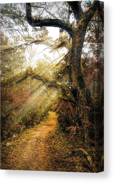 Trail Canvas Print featuring the photograph Little Talbot Island Sunlit Autumn Trail by Debra and Dave Vanderlaan