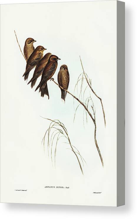 Little Wood Swallow Canvas Print featuring the drawing Little Wood Swallow, Artamus minor, Vieill by John Gould