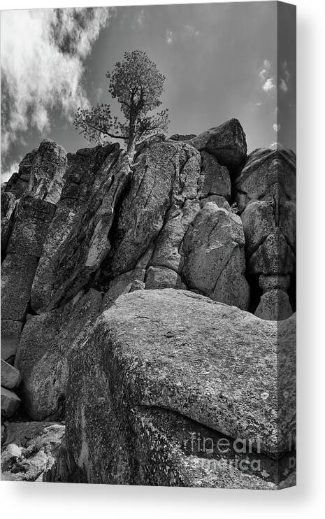 Pine Tree Canvas Print featuring the photograph Lone Pine by Melissa OGara