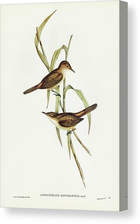 Long-billed Reed Warbler Canvas Print featuring the drawing Long-billed Reed Warbler, Acrocephalus longirostris by John Gould