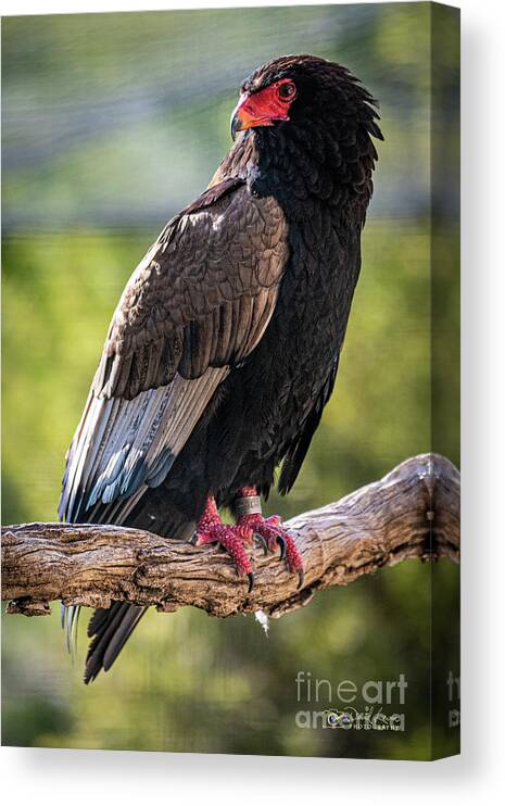 Bird Canvas Print featuring the photograph Looking Over My Shoulder by David Levin