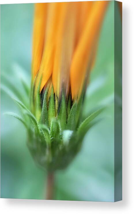 Maryland Canvas Print featuring the photograph Looks Like Spring by Robert Fawcett