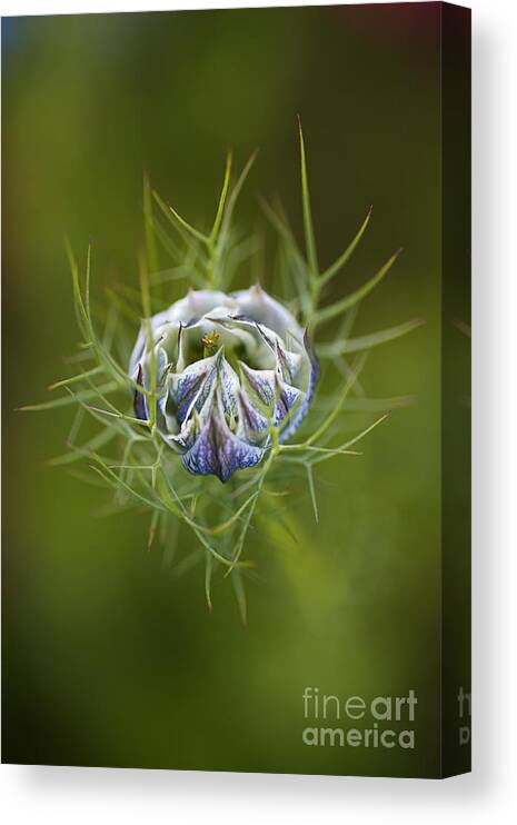 Nigella Canvas Print featuring the photograph Love In The Mist Round Bud by Joy Watson