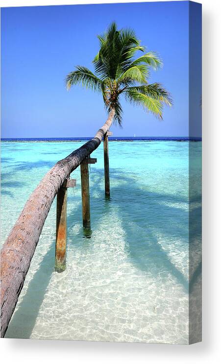 Palm Canvas Print featuring the photograph Low Bow. Tropical Palm over Lagoon by Jenny Rainbow