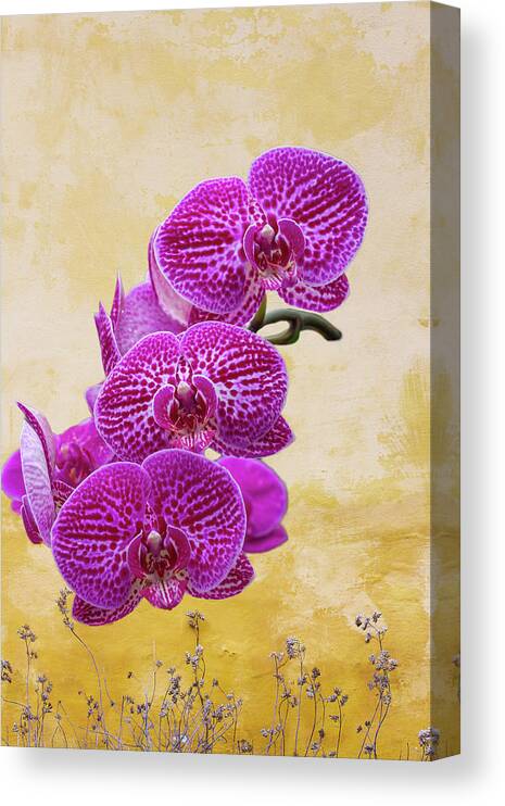 Magenta Canvas Print featuring the photograph Magenta Moth Orchids by Cate Franklyn