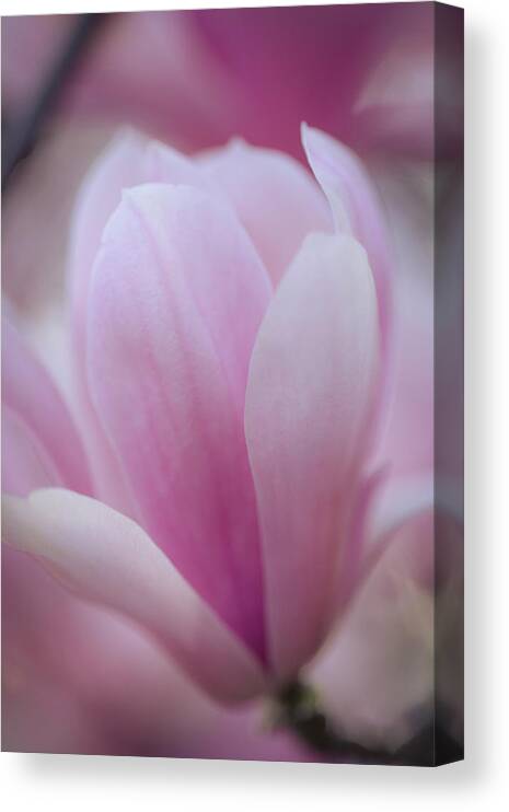 Flower Canvas Print featuring the photograph Magnolia by Marlo Horne