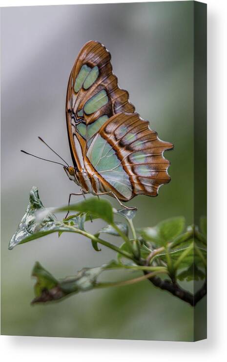 Butterfly Canvas Print featuring the photograph Malachite Butterfly Profile by Patti Deters