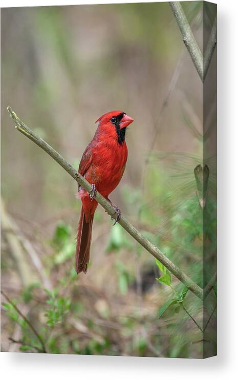 Blue Ridge Parkway Canvas Print featuring the photograph Male Northern Cardinal by Robert J Wagner