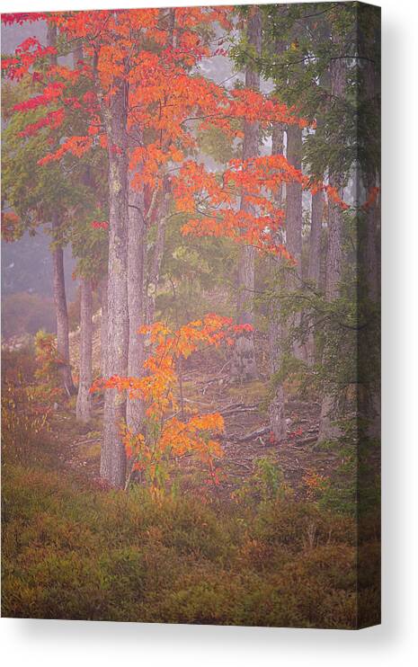 New Hampshire Canvas Print featuring the photograph Maple Gold by Jeff Sinon