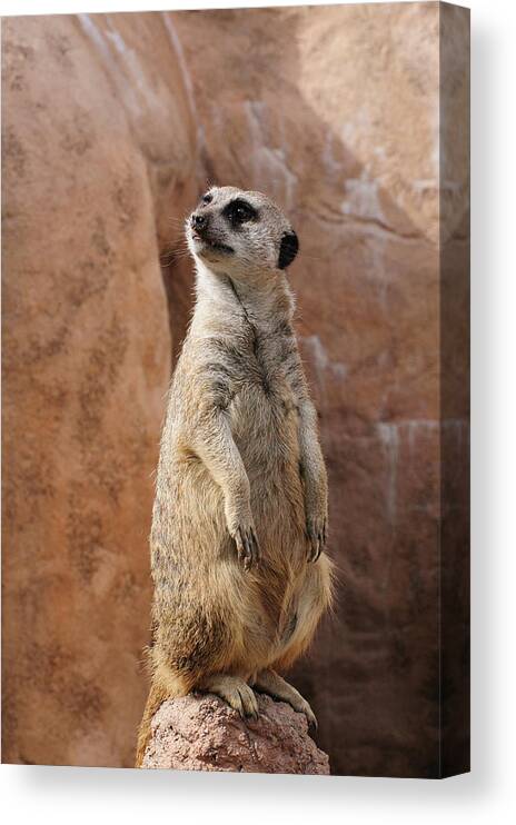 Alert Canvas Print featuring the photograph Meerkat Standing Guard by Tom Potter