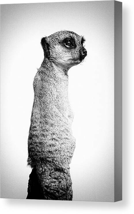 Meerkat Canvas Print featuring the digital art Melancholy Meerkat by Tom Gehrke