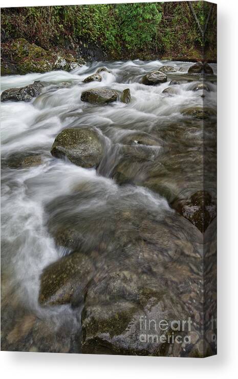 Middle Prong Little River Canvas Print featuring the photograph Middle Prong Little River 54 by Phil Perkins