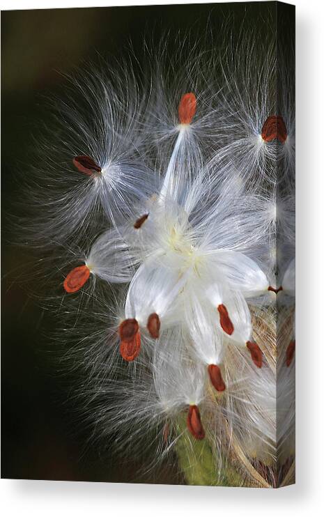 Milkweed Canvas Print featuring the photograph Milkweed Seeds by Shixing Wen