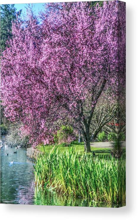 Plum Tree Canvas Print featuring the photograph Mingus Park and Plum Tree Blossoms by Sally Bauer