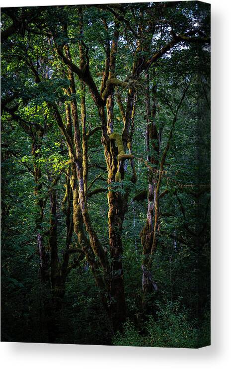 Cascades Canvas Print featuring the photograph Mossy Trees in Morning Light by Norman Reid