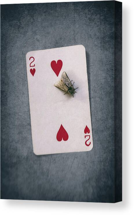 Moth Canvas Print featuring the photograph Moth On 2 of Hearts by Carlos Caetano