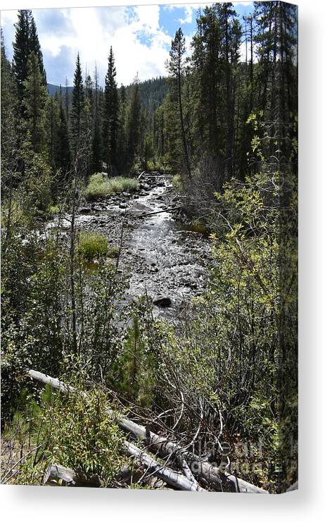 Mountain Canvas Print featuring the photograph Mountain Stream by Anjanette Douglas