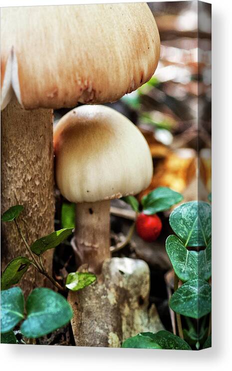 Mushrooms Canvas Print featuring the photograph Mushrooms in the Croatan National Forest by Bob Decker