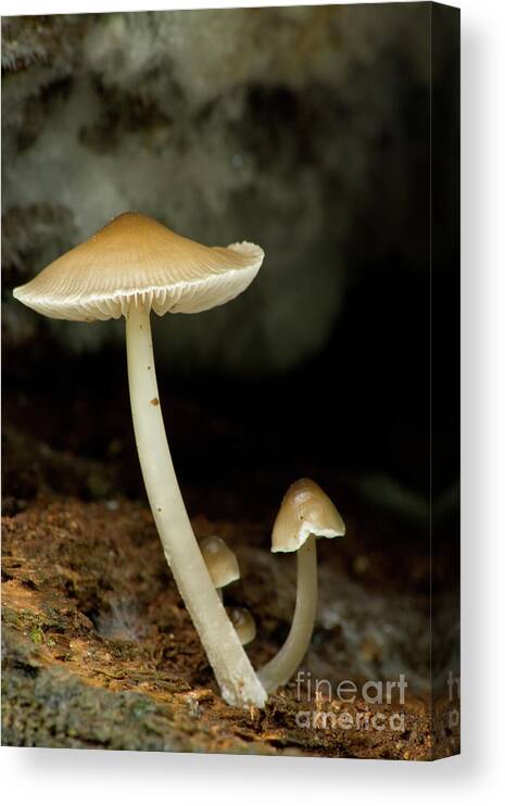 Mushrooms Canvas Print featuring the photograph Mushrooms by Rich S