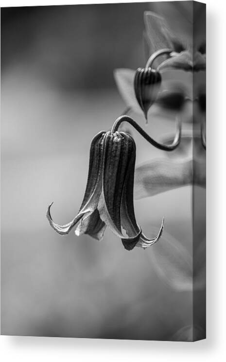 Bluebill Canvas Print featuring the photograph Natures Bell by Rick Nelson
