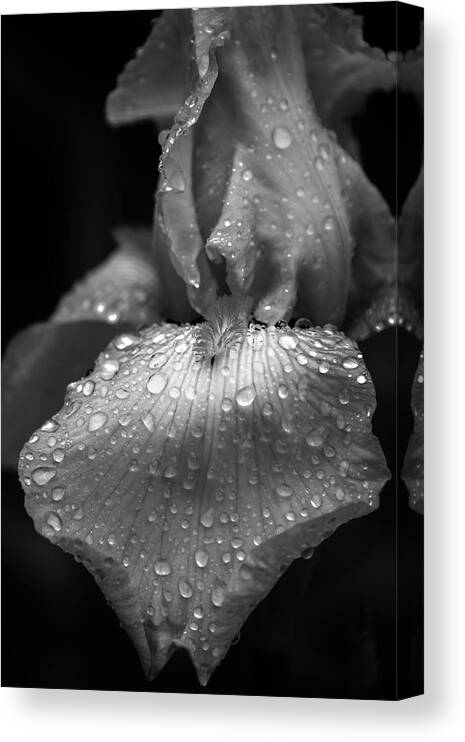 Iris Canvas Print featuring the photograph Nature's Tears by Tricia Louque