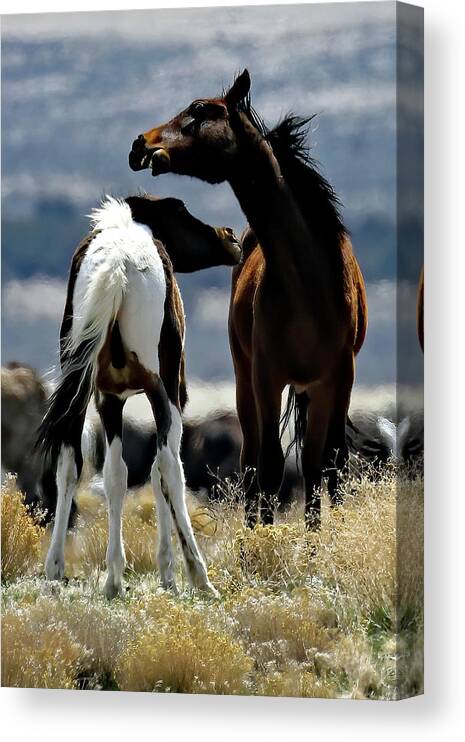 Utah Canvas Print featuring the photograph Neck To Neck, Onaqui Wild Horse by Jennifer Robin