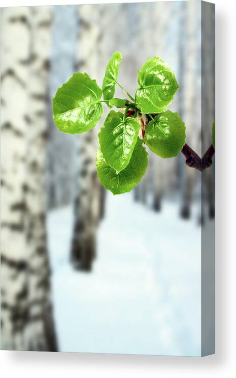 Isolated Canvas Print featuring the photograph New Green Leaves At Winter by Mikhail Kokhanchikov