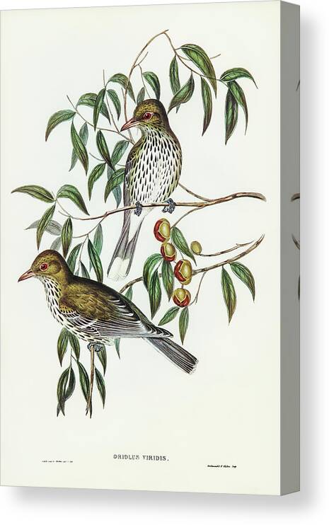New South Wales Oriole Canvas Print featuring the drawing New South Wales Oriole, Oriolus viridis by John Gould