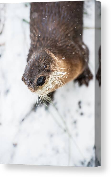 North American River Otter Canvas Print featuring the photograph North American River Otter by Abby Wood