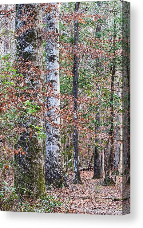 Hike Canvas Print featuring the photograph North Carolina Winter Scene Along the Trail by Bob Decker