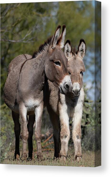 Wild Burros Canvas Print featuring the photograph Nuzzles by Mary Hone