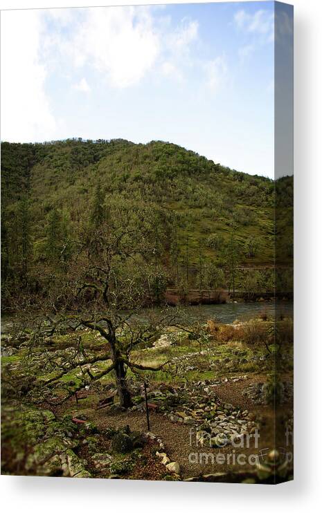 Oak Canvas Print featuring the photograph Oak On The Rouge River II by Theresa Fairchild