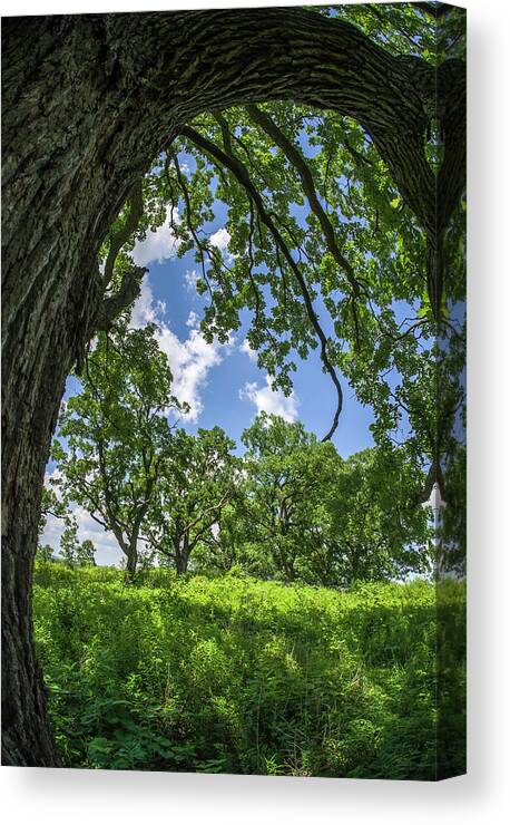 Oak Canvas Print featuring the photograph Oak Tree Zen by Peter Herman