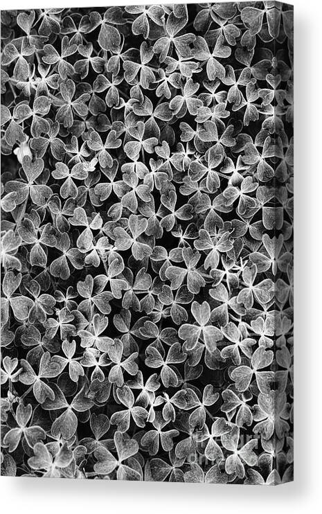 Oxalis Tuberosa Canvas Print featuring the photograph Oca Leaves Monochrome by Tim Gainey