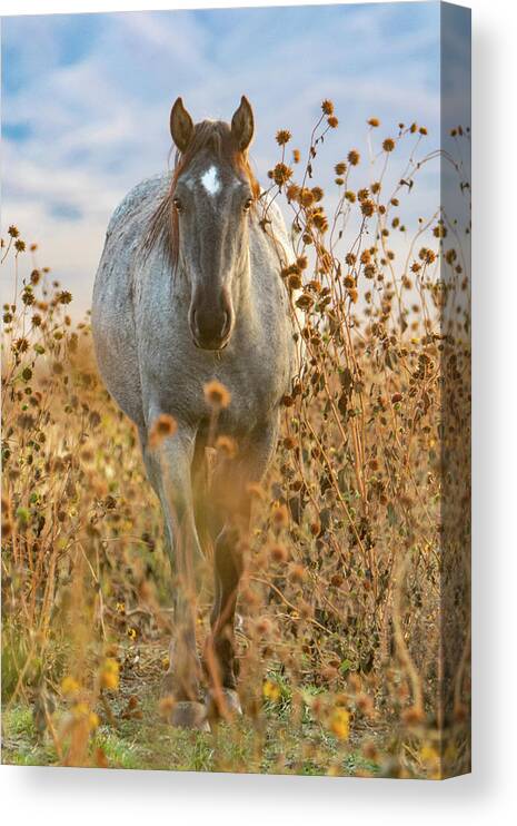Horse Canvas Print featuring the photograph October Sunflowers by Kent Keller