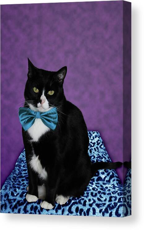 Cat Canvas Print featuring the photograph Odin by Shane Bechler