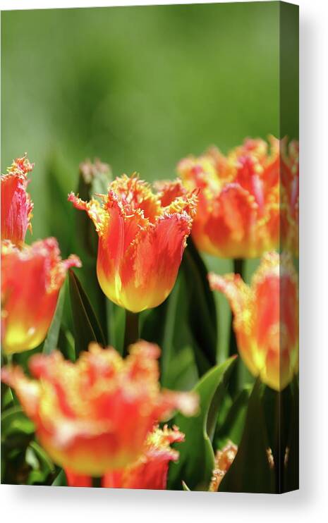 Nature Canvas Print featuring the photograph On Fire by Lens Art Photography By Larry Trager