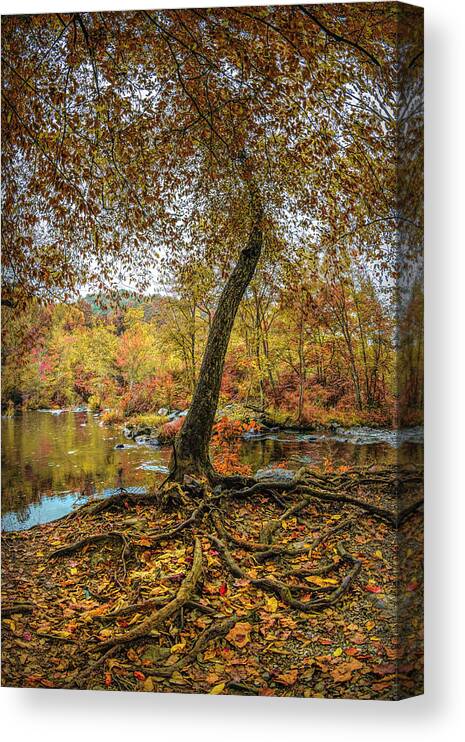 Tree Canvas Print featuring the photograph On the Edge of Fall Colors by Debra and Dave Vanderlaan