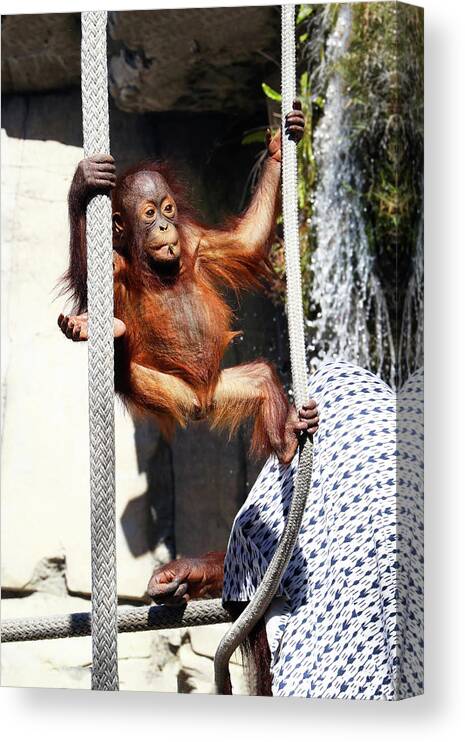 Orangutan Canvas Print featuring the photograph Orang LP 10A by Sally Fuller